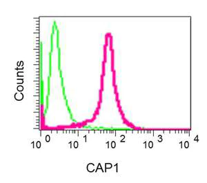 Flow Cytometry (Intracellular) - Anti-CAP1 antibody [EPR8339(B)] - BSA and Azide free (AB249174)