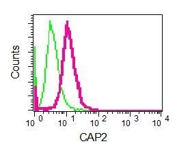 Flow Cytometry (Intracellular) - Anti-CAP2 antibody [EPR6378] - BSA and Azide free (AB230284)
