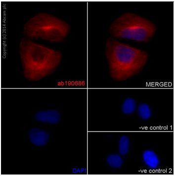 Immunocytochemistry/ Immunofluorescence - Anti-CAPON/NOS1AP antibody [EPR14519(B)] (AB190686)