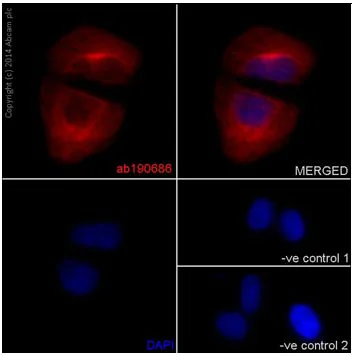 Immunocytochemistry/ Immunofluorescence - Anti-CAPON/NOS1AP antibody [EPR14519(B)] (AB190686)