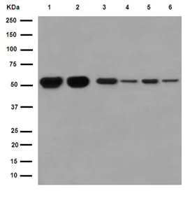 Western blot - Anti-CAPON/NOS1AP antibody [EPR14519(B)] (AB190686)
