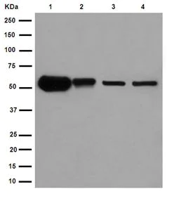 Western blot - Anti-CAPON/NOS1AP antibody [EPR14519(B)] (AB190686)