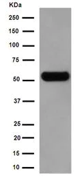 Western blot - Anti-CAPON/NOS1AP antibody [EPR14519(B)] (AB190686)
