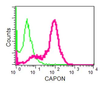 Flow Cytometry (Intracellular) - Anti-CAPON/NOS1AP antibody [EPR14519(B)] - BSA and Azide free (AB236134)