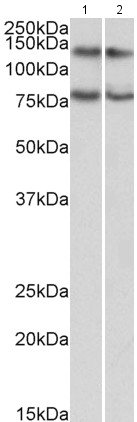 Western blot - Anti-Caprin-1 antibody (AB205377)