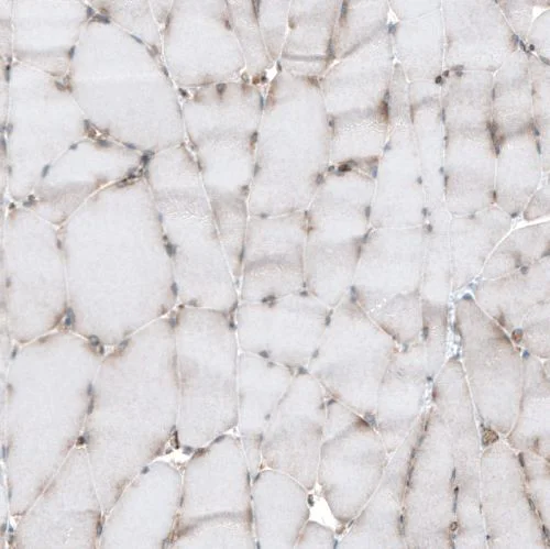 Immunohistochemistry (Formalin/PFA-fixed paraffin-embedded sections) - Anti-Caprin-1 antibody (AB244360)