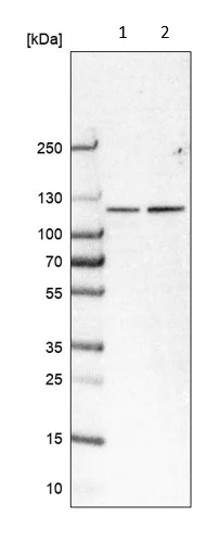 Western blot - Anti-Caprin-1 antibody (AB244360)
