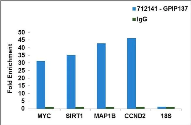 RIP - Anti-Caprin-1 antibody [RP23040261] (AB313547)