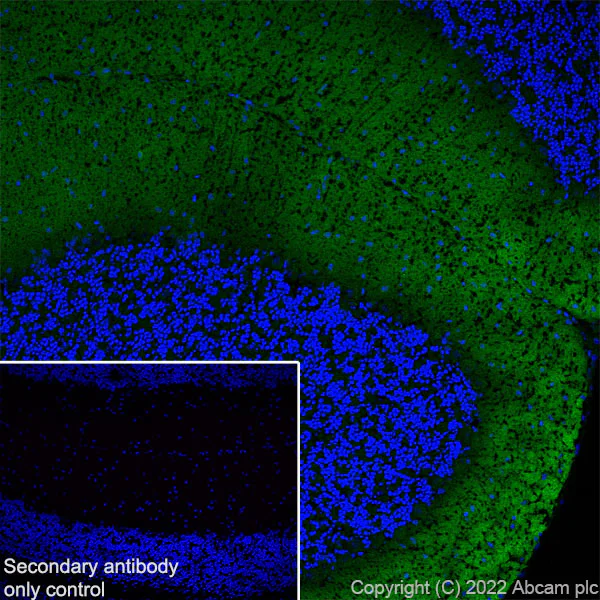 Immunohistochemistry (Frozen sections) - Anti-CAPS2 antibody [EPR27004-72] - BSA and Azide free (AB307725)