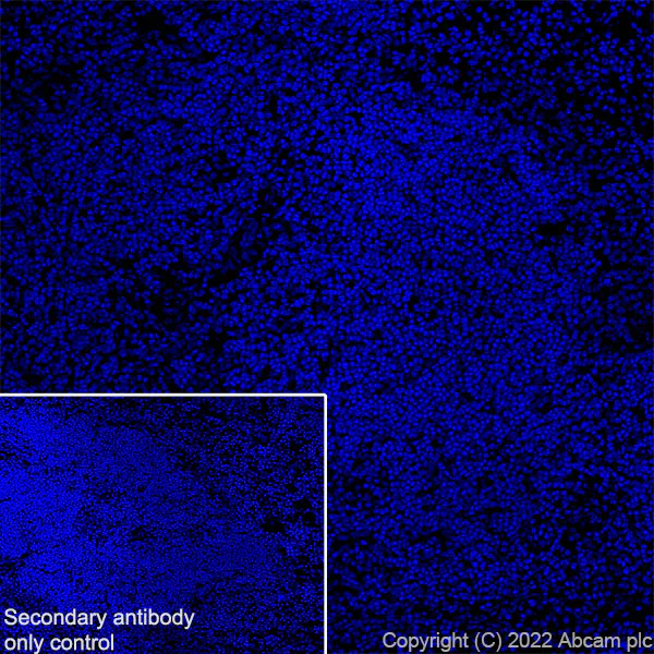 Immunohistochemistry (Frozen sections) - Anti-CAPS2 antibody [EPR27004-72] - BSA and Azide free (AB307725)