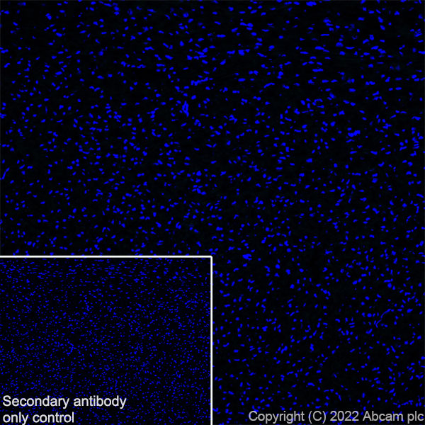 Immunohistochemistry (Frozen sections) - Anti-CAPS2 antibody [EPR27004-72] - BSA and Azide free (ab307725), expandable thumbnail
