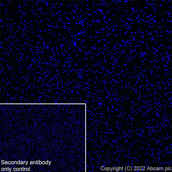 Immunohistochemistry (Frozen sections) - Anti-CAPS2 antibody [EPR27004-72] - BSA and Azide free (AB307725)