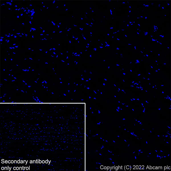 Immunohistochemistry (Frozen sections) - Anti-CAPS2 antibody [EPR27004-72] - BSA and Azide free (ab307725), expandable thumbnail