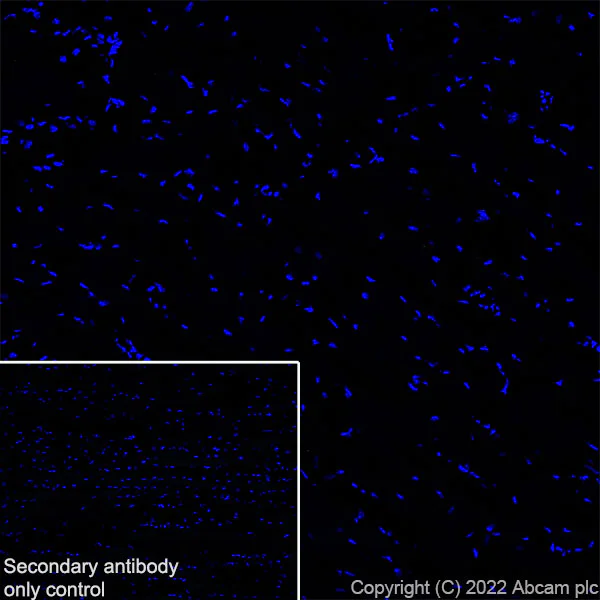Immunohistochemistry (Frozen sections) - Anti-CAPS2 antibody [EPR27004-72] - BSA and Azide free (AB307725)