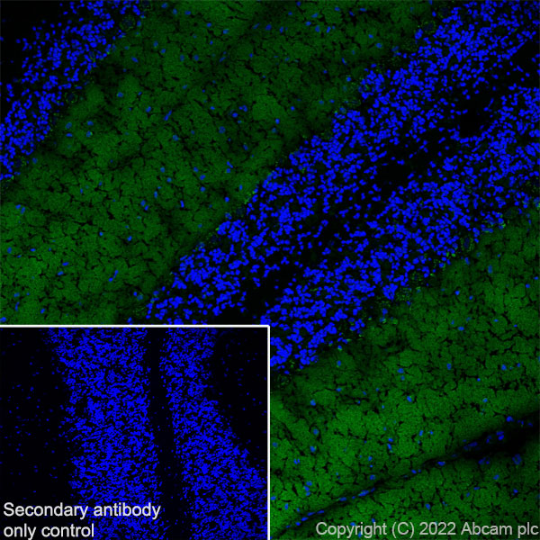 Immunohistochemistry (Frozen sections) - Anti-CAPS2 antibody [EPR27004-72] - BSA and Azide free (ab307725), expandable thumbnail