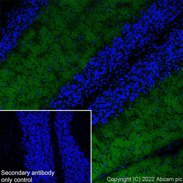Immunohistochemistry (Frozen sections) - Anti-CAPS2 antibody [EPR27004-72] - BSA and Azide free (AB307725)