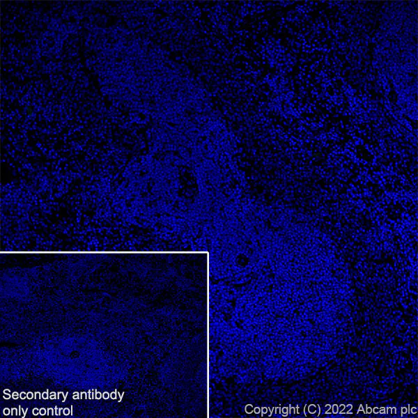 Immunohistochemistry (Frozen sections) - Anti-CAPS2 antibody [EPR27004-72] - BSA and Azide free (AB307725)