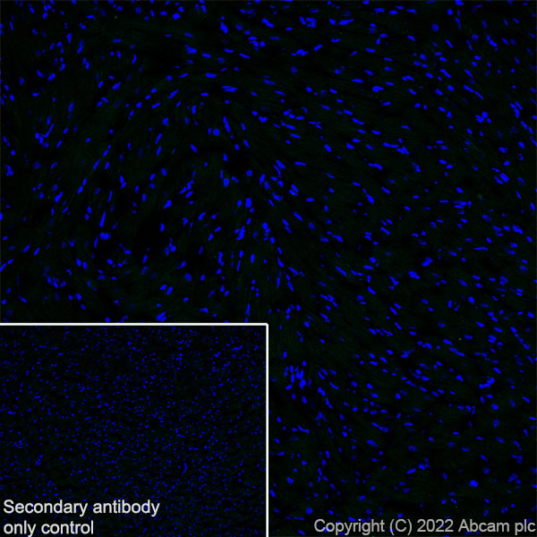 Immunohistochemistry (Frozen sections) - Anti-CAPS2 antibody [EPR27004-72] - BSA and Azide free (AB307725), expandable thumbnail