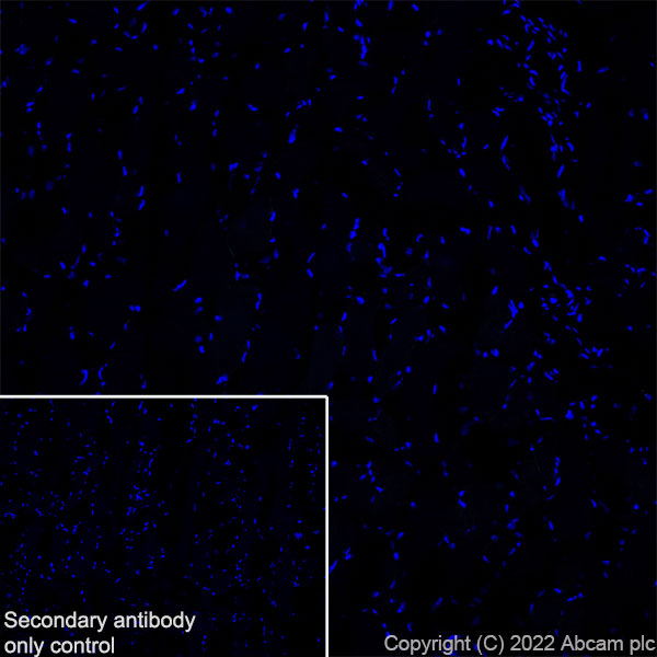 Immunohistochemistry (Frozen sections) - Anti-CAPS2 antibody [EPR27004-72] - BSA and Azide free (AB307725), expandable thumbnail
