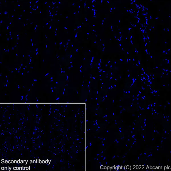 Immunohistochemistry (Frozen sections) - Anti-CAPS2 antibody [EPR27004-72] - BSA and Azide free (AB307725)