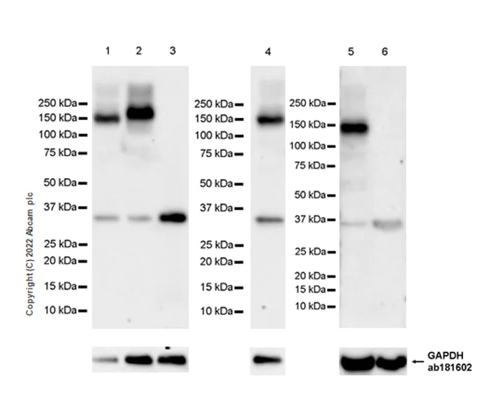 Western blot - Anti-CAPS2 antibody [EPR27004-72] - BSA and Azide free (AB307725)