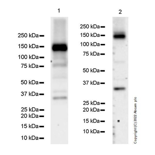 Western blot - Anti-CAPS2 antibody [EPR27004-72] - BSA and Azide free (AB307725), expandable thumbnail