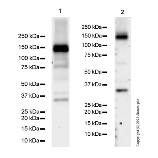 Western blot - Anti-CAPS2 antibody [EPR27004-72] - BSA and Azide free (AB307725)
