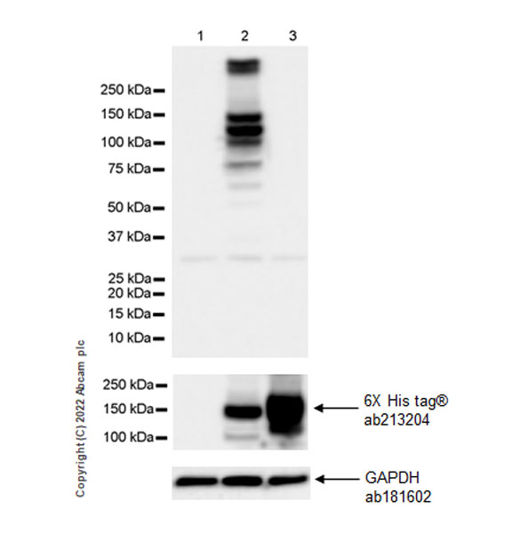Western blot - Anti-CAPS2 antibody [EPR27004-72] - BSA and Azide free (AB307725), expandable thumbnail