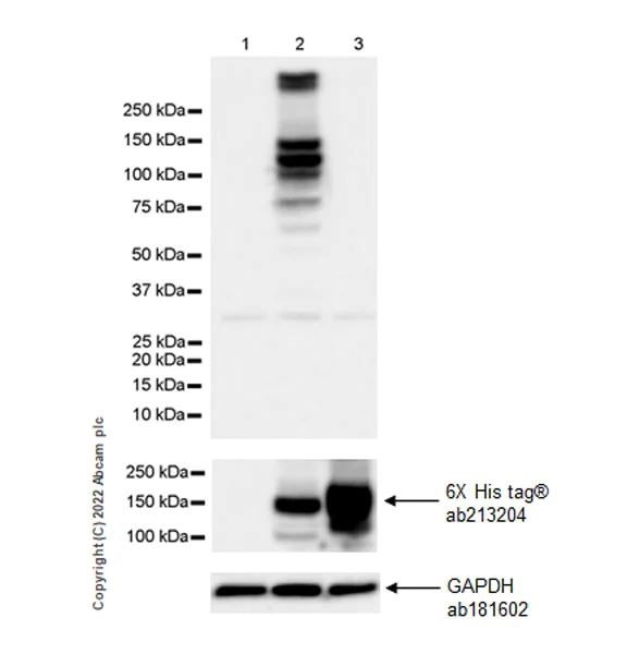 Western blot - Anti-CAPS2 antibody [EPR27004-72] - BSA and Azide free (AB307725)