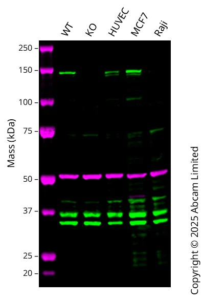 Western blot - Anti-CAPS2 antibody [EPR27004-72] - BSA and Azide free (AB307725)