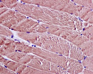 Immunohistochemistry (Formalin/PFA-fixed paraffin-embedded sections) - Anti-CAPZA1 antibody [EPR11210-4R] - BSA and Azide free (AB249883), expandable thumbnail