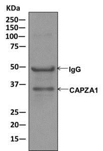 Immunoprecipitation - Anti-CAPZA1 antibody [EPR11210-4R] - BSA and Azide free (AB249883), expandable thumbnail