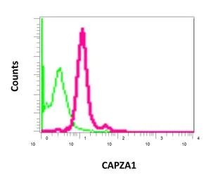 Flow Cytometry (Intracellular) - Anti-CAPZA1 antibody [EPR11210] - BSA and Azide free (AB249376)