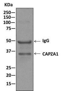 Immunoprecipitation - Anti-CAPZA1 antibody [EPR11210] - BSA and Azide free (AB249376)