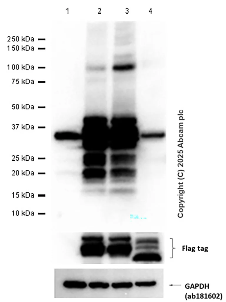 Western blot - Anti-CAPZA1 + CAPZA2 antibody [EPR11210] (AB166892)