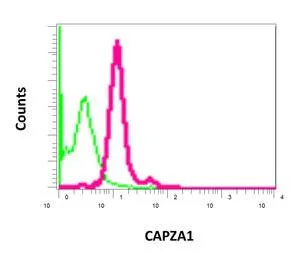 Flow Cytometry (Intracellular) - Anti-CAPZA1 + CAPZA2 antibody [EPR11210] - BSA and Azide free (AB249376)