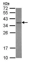Western blot - Anti-CAPZA2 antibody (AB101451)