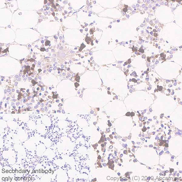 Immunohistochemistry (Formalin/PFA-fixed paraffin-embedded sections) - Anti-Carbonic Anhydrase 1/CA1 antibody [EPR23232-286] (AB267475)