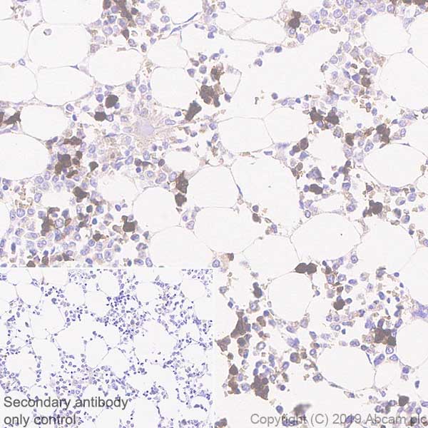Immunohistochemistry (Formalin/PFA-fixed paraffin-embedded sections) - Anti-Carbonic Anhydrase 1/CA1 antibody [EPR23232-286] - BSA and Azide free (AB269951)