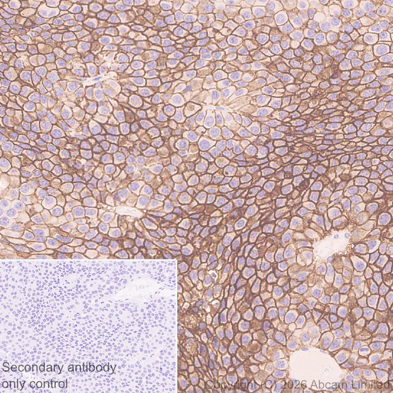 Immunohistochemistry (Formalin/PFA-fixed paraffin-embedded sections) - Anti-Carbonic Anhydrase 12/CA12 antibody [EPR29798-669] (AB326096)