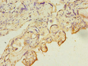 Immunohistochemistry (Formalin/PFA-fixed paraffin-embedded sections) - Anti-Carbonic Anhydrase 13/CA13 antibody (AB236579), expandable thumbnail