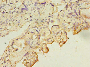 Immunohistochemistry (Formalin/PFA-fixed paraffin-embedded sections) - Anti-Carbonic Anhydrase 13/CA13 antibody (AB236579)