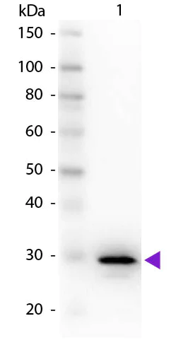 Western blot - Anti-Carbonic anhydrase 2/CA2 antibody (AB191343)
