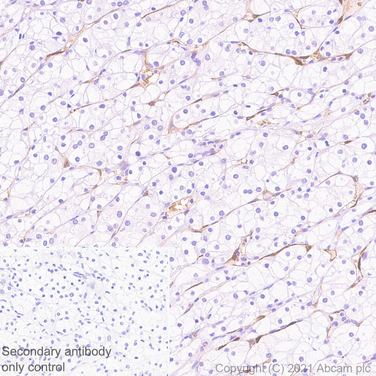 Immunohistochemistry (Formalin/PFA-fixed paraffin-embedded sections) - Anti-Carbonic anhydrase 2/CA2 antibody [EPR5195] - BSA and Azide free (AB222480)
