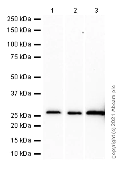 Western blot - Anti-Carbonic anhydrase 2/CA2 antibody [EPR5195] - BSA and Azide free (AB222480)