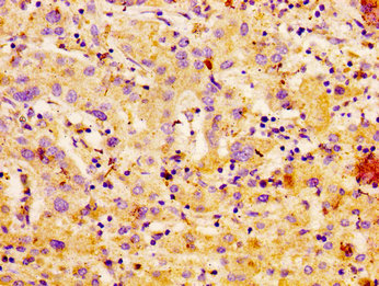Immunohistochemistry (Formalin/PFA-fixed paraffin-embedded sections) - Anti-Carbonic Anhydrase 4/CA4 antibody (AB236315), expandable thumbnail