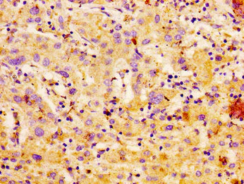 Immunohistochemistry (Formalin/PFA-fixed paraffin-embedded sections) - Anti-Carbonic Anhydrase 4/CA4 antibody (AB236315)