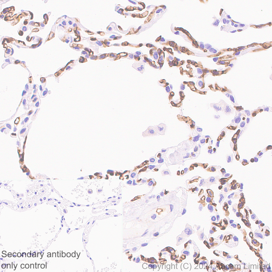 Immunohistochemistry (Formalin/PFA-fixed paraffin-embedded sections) - Anti-Carbonic Anhydrase 4/CA4 antibody [EPR29192-88] (AB323257), expandable thumbnail