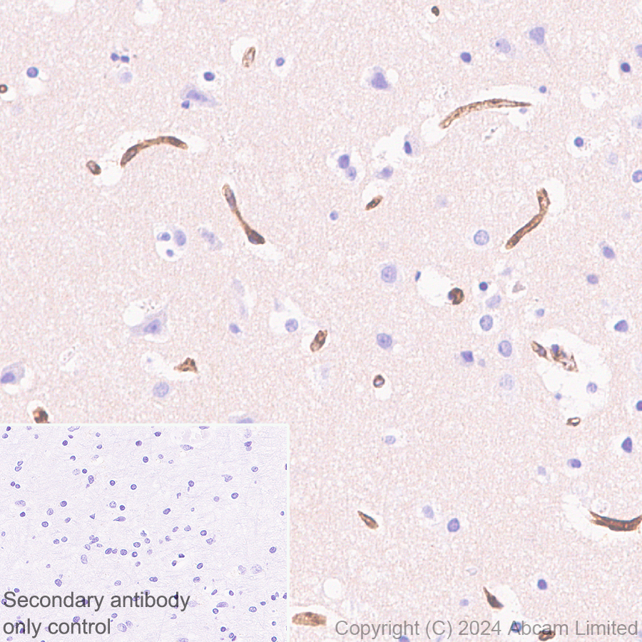 Immunohistochemistry (Formalin/PFA-fixed paraffin-embedded sections) - Anti-Carbonic Anhydrase 4/CA4 antibody [EPR29192-88] (AB323257), expandable thumbnail