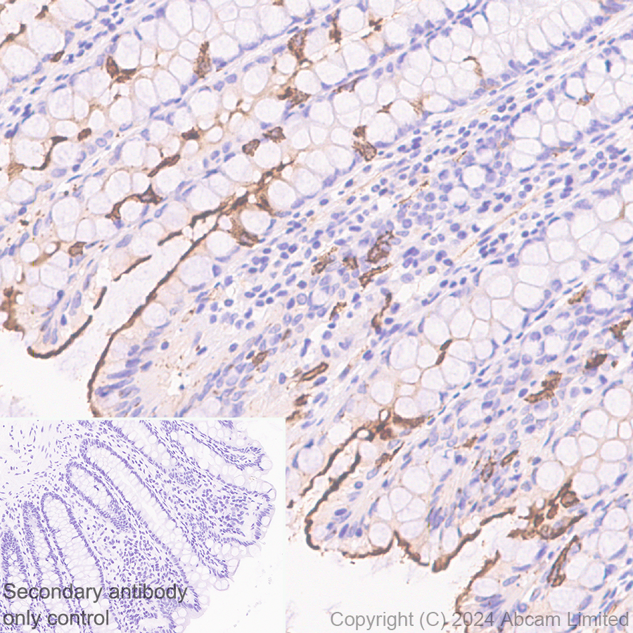 Immunohistochemistry (Formalin/PFA-fixed paraffin-embedded sections) - Anti-Carbonic Anhydrase 4/CA4 antibody [EPR29192-88] (AB323257), expandable thumbnail